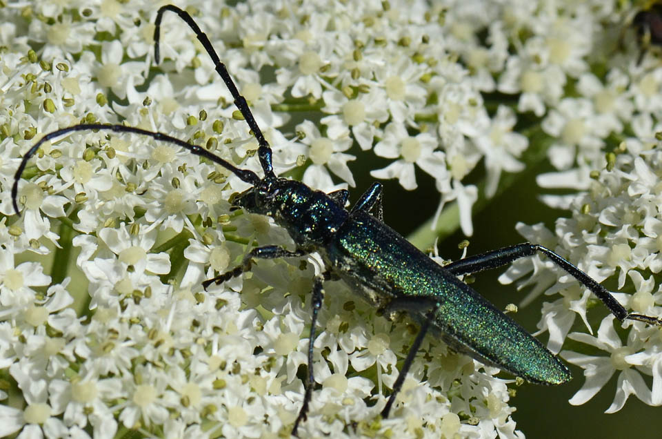 Cerambycidae: Aromia moschata